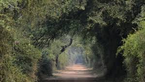 Plant trees to save environment remained in papers-45000 trees axed for roads in Punjab-photo courtesy-Internet