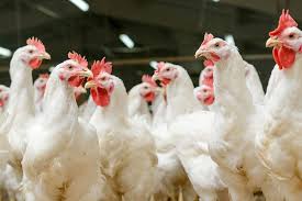 Avian Influenza confirmed in 7 states; avoid further spread of disease-govt to states-photo courtesy-Internet